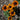 Toto Rustic Colors Rudbeckia - Flowers