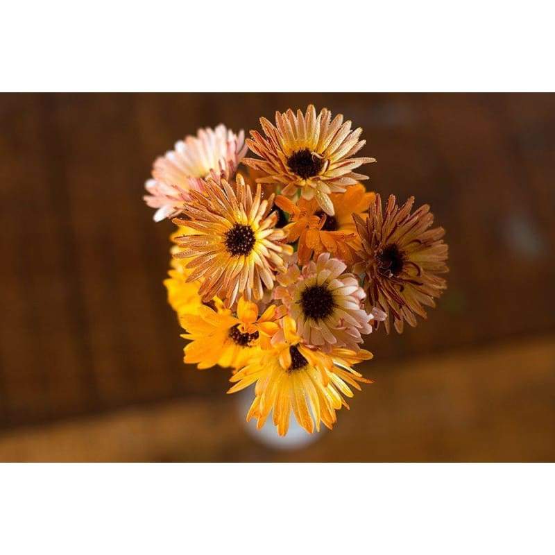 Touch of Red Mix Calendula - Flowers