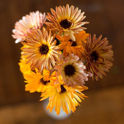 Touch of Red Mix Calendula - Flowers