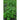 Tree Basil - Herbs
