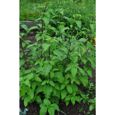 Tree Basil - Herbs