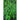 Tree Basil - Herbs