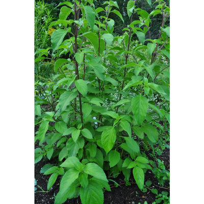 Tree Basil - Herbs