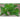 Tree Basil - Herbs