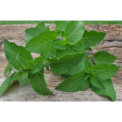 Tree Basil - Herbs