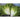 Tres Fine Frisee ( Heirloom )30 Days) - Vegetables