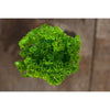 Triple Curled Parsley - Herbs
