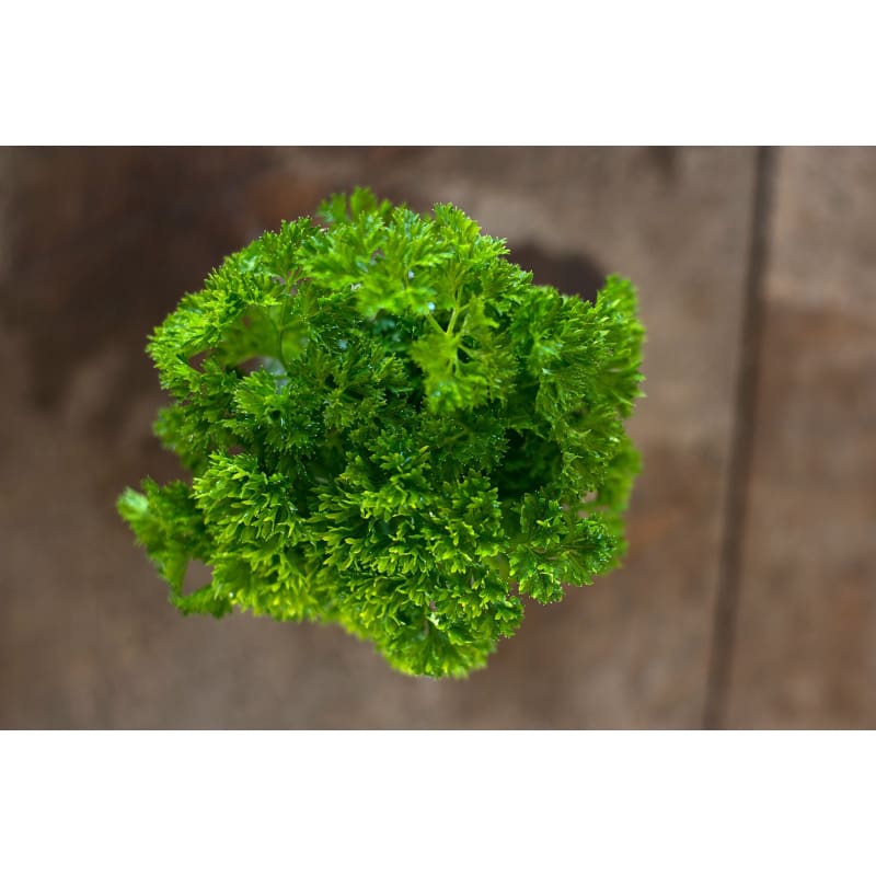 Triple Curled Parsley - Herbs