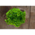 Triple Curled Parsley - Herbs
