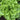 Tropicana Lettuce (52 Days)
