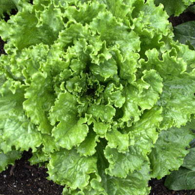 Tropicana Lettuce (52 Days)