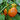 Turkish Orange Eggplant (Heirloom 80 days) - Vegetables