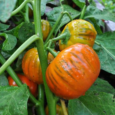 Turkish Orange Eggplant (Heirloom 80 days) - Vegetables