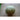 Tuscany Melon (Heirloom 80 Days) - Vegetables