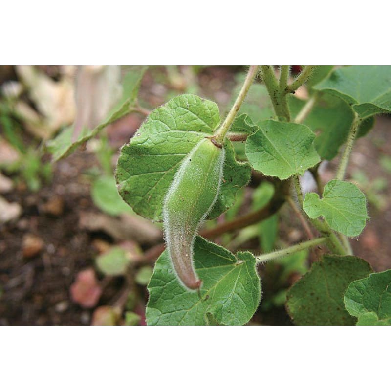 Unicorn Plant - Flowers