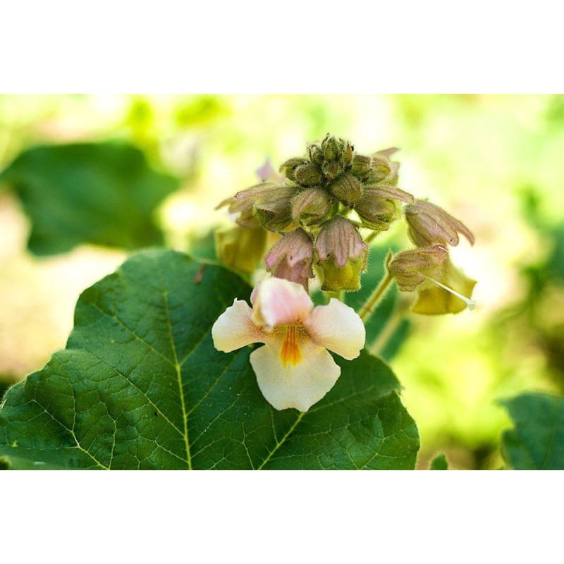 Unicorn Plant - Flowers