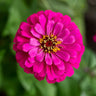 Uproar Rose Zinnia - Flowers