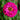 Uproar Rose Zinnia - Flowers