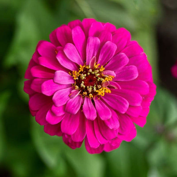 uproar rose zinnia seeds Uproar Rose Zinnia