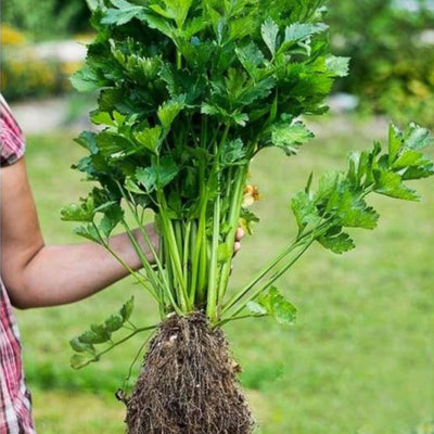 Utah 52-70 Celery (100 days) - Vegetables