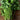 Utah 52-70 Celery (100 days) - Vegetables