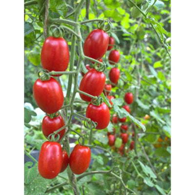 Valentine Tomato (Organic F1 Hybrid 60 Days)