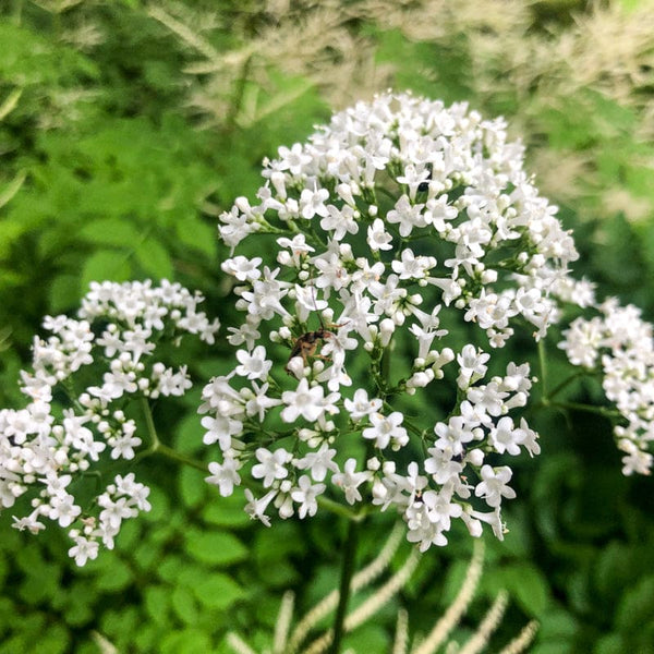 valerian indoor plant Valerian