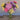 Valkyrie Mix Aster - Flowers