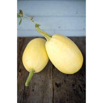 Vegetable Spaghetti Winter Squash (Heirloom 100 Days) - Vegetables