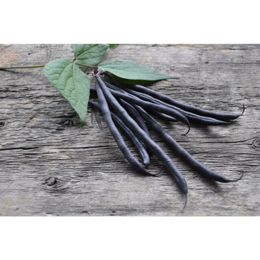 Velour Bush Bean (55 Days) - Vegetables