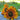Velvet Queen Sunflower - Flowers