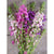 Verbascum Mix - Flowers