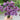 Verbena Bonariensis - Flowers