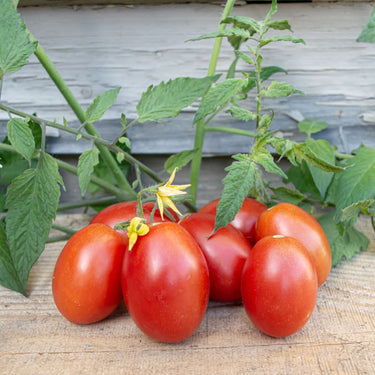 Verona Tomato (F1 Hybrid 67 Days Organic) - Vegetables