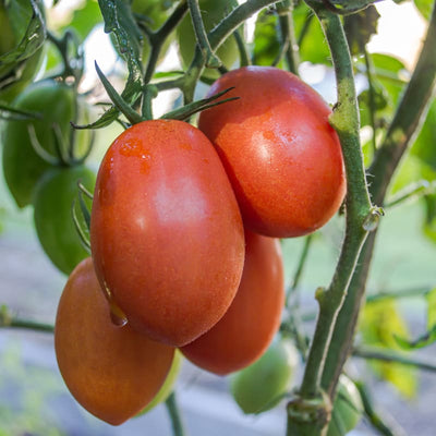 Verona Tomato (F1 Hybrid 67 Days Organic) - Vegetables