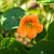 Vesuvius Nasturtium - Flowers