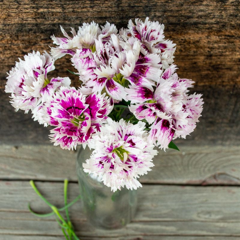 Victoriana Dianthus - Flowers