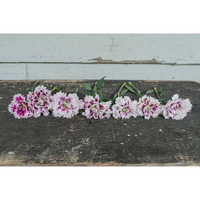 Victoriana Dianthus - Flowers