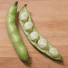 Vroma Fava Bean (75 Days) - Vegetables