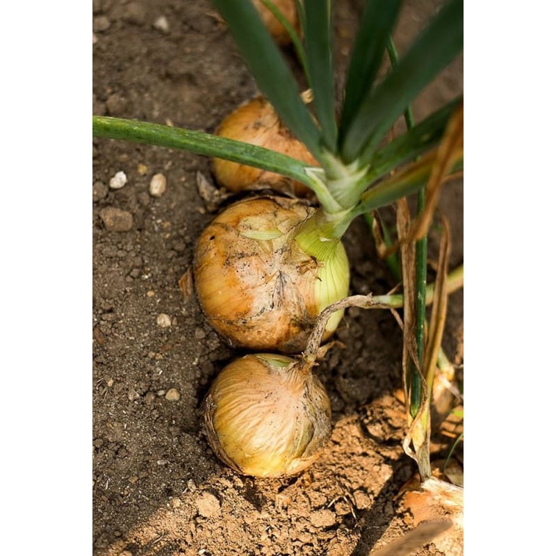 planting walla walla onion seeds Walla Walla Onion (105 Days) – Pinetree Garden Seeds