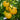 Wapsipinicon Peach Tomato (78 Days) - Vegetables