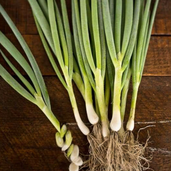 AAS Winners – Pinetree Garden Seeds