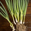Warrior Bunching Onion (60 days) - Vegetables