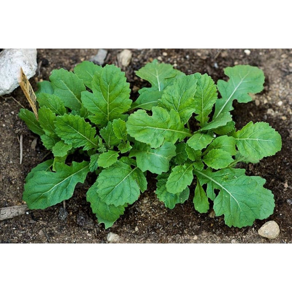 Wasabi Arugula (45 Days) Garden Seeds