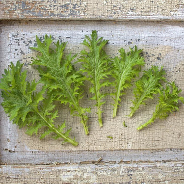 Wasabina Mustard (45 Days)