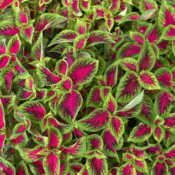 Coleus – Pinetree Garden Seeds