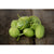 West India Gherkin Cucumber (Heirloom 65 days) - Vegetables