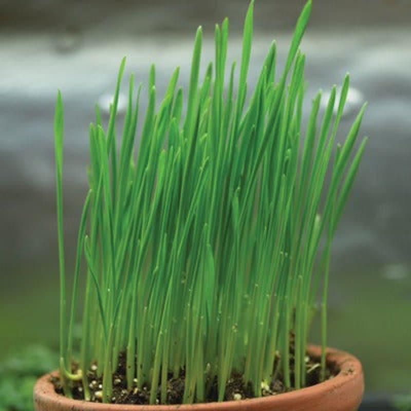 Wheatgrass Shoots (Organic) - Vegetables