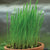 Wheatgrass Shoots (Organic) - Vegetables