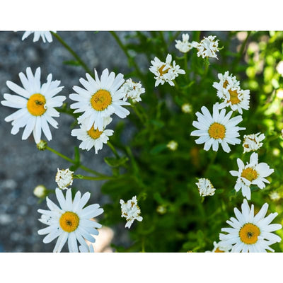 White Breeze Daisy - Flowers